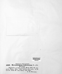 Image of Myxotrichum ochraceum